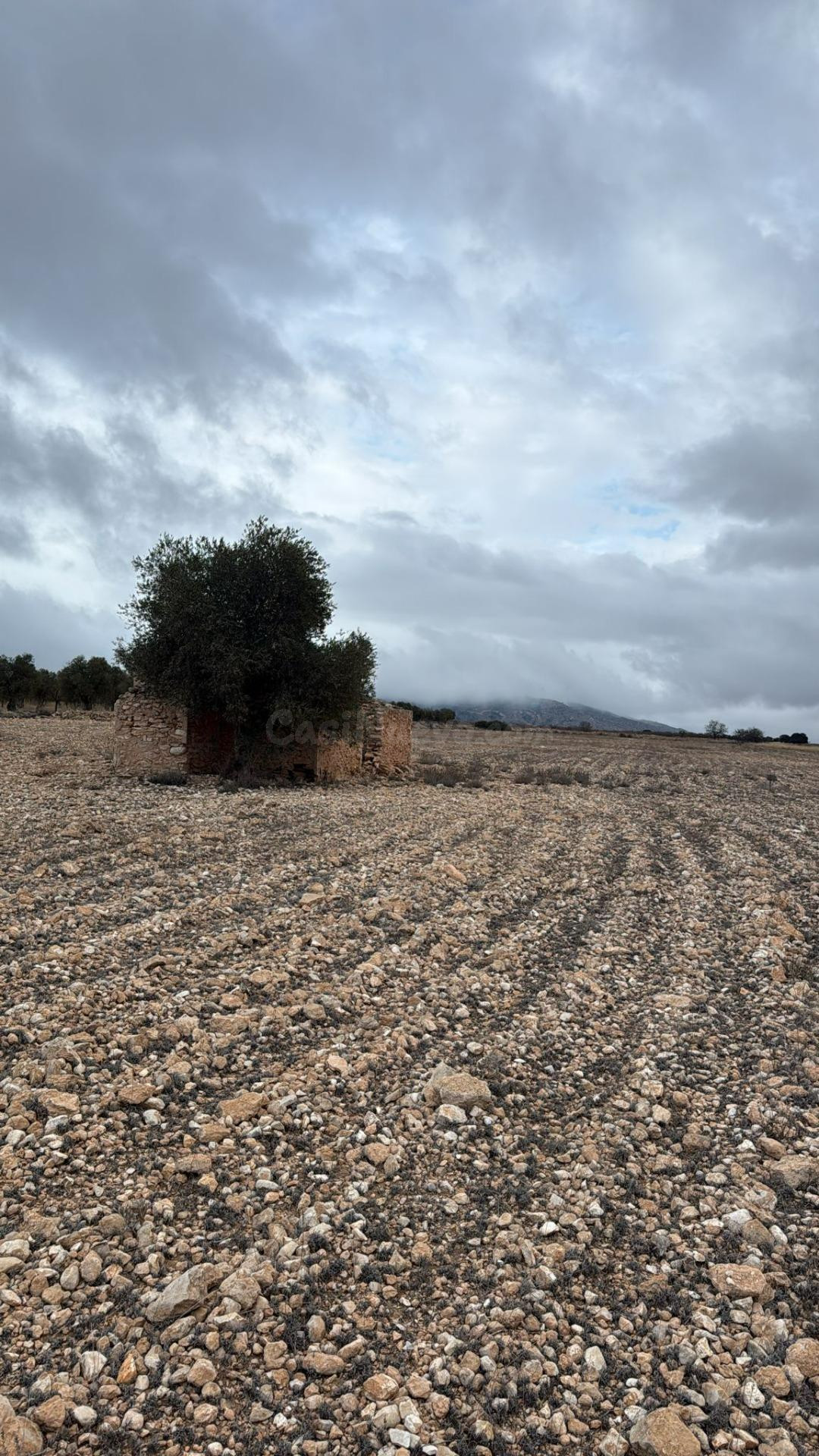 Amplio terreno en Yecla con caseta: naturaleza, espacio y mú