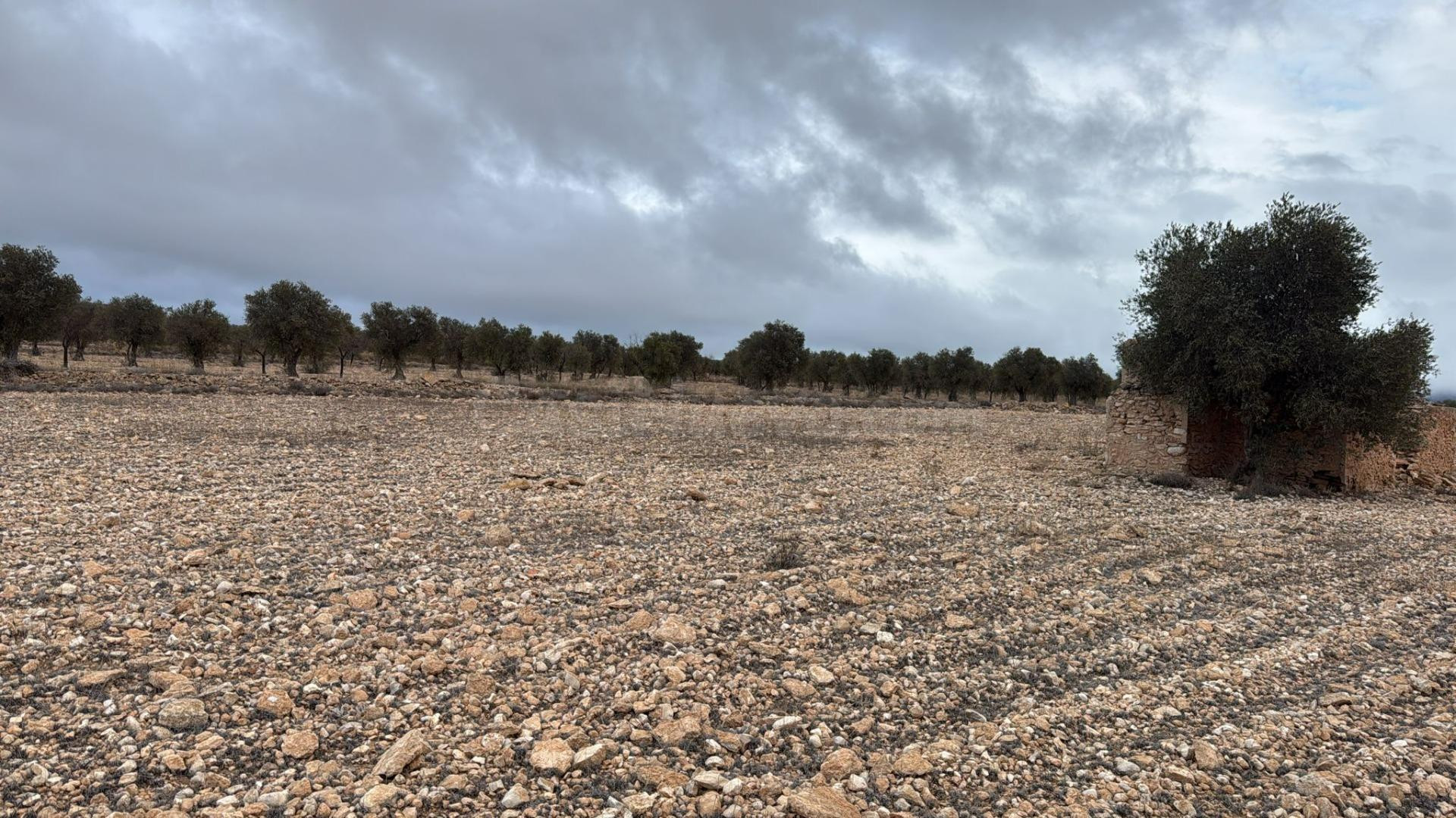 Amplio terreno en Yecla con caseta: naturaleza, espacio y mú - foto 2