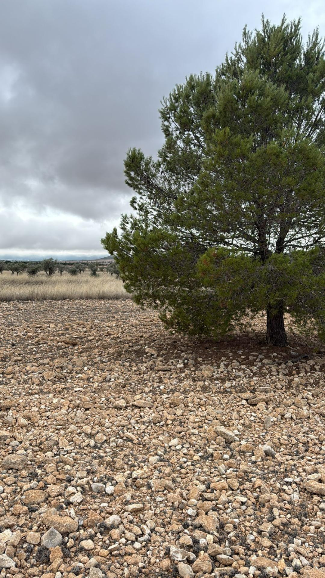 Amplio terreno en Yecla con caseta: naturaleza, espacio y mú - foto 3