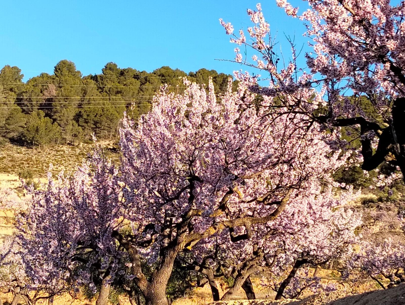 Terreno en venta en Masets, n52  TORREMANZANAS