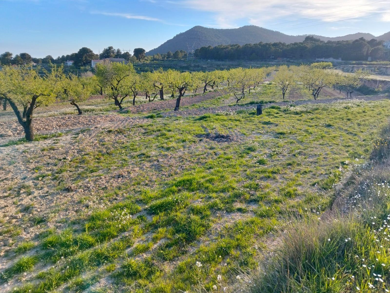 Terreno en venta en Masets, n52  TORREMANZANAS - foto 3