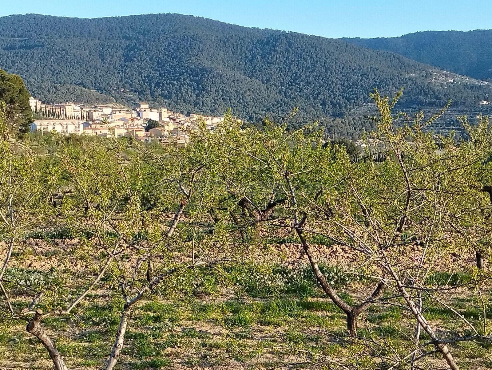 Terreno en venta en Masets, n52  TORREMANZANAS - foto 4