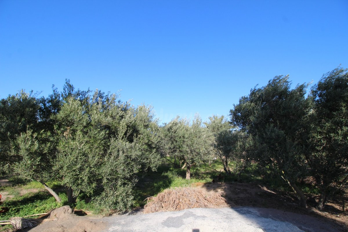 CHALET/FINCA DE OLIVOS EN NIJAR - foto 4