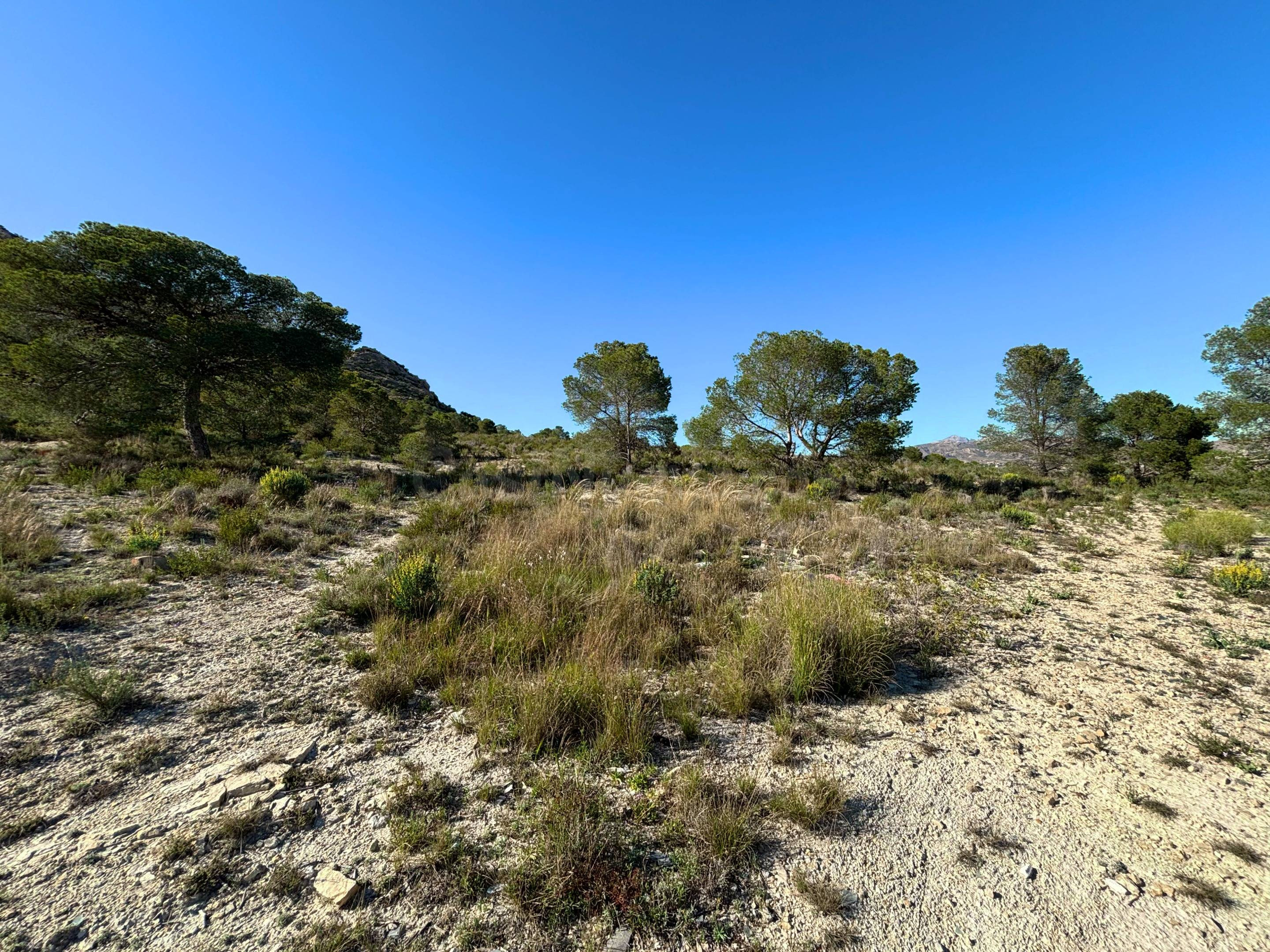 Parcela rústica de 19.216 m2 en El Moralet, Alicante, a unos - foto 4