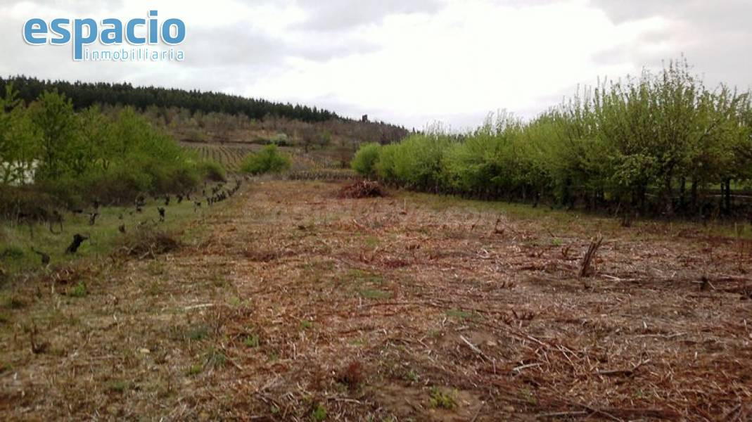 FINCA EN CAMPONARYA 1.350 m2.