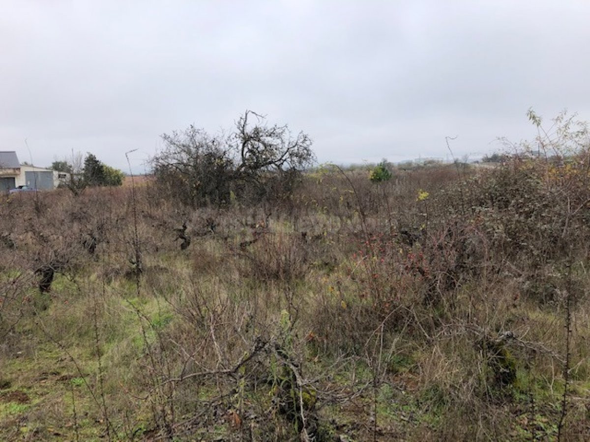 VENTA FINCA RUSTICA EN CACABELOS - foto 3