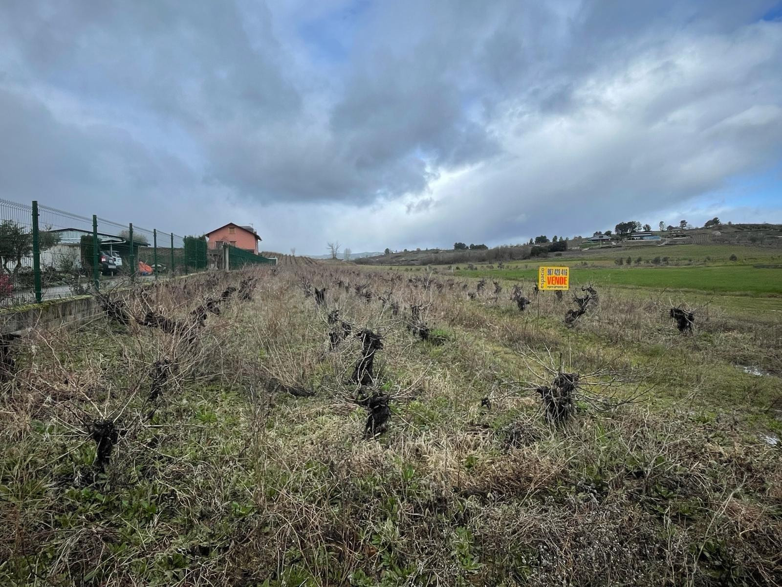 VENTA VIÑA EN LA VALGOMA - foto 4