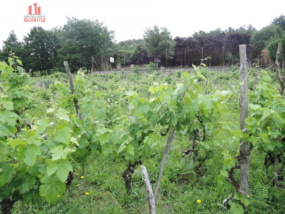FINCA URBANIZABLE EN PEREIRO - foto 2