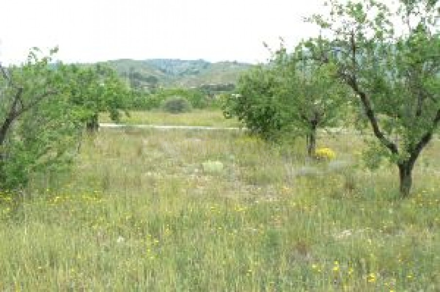 Terreno rural en venta - MONOVAR RURAL - foto 2