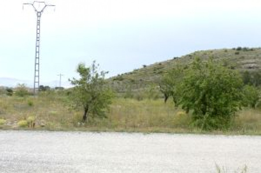 Terreno rural en venta - MONOVAR RURAL - foto 3