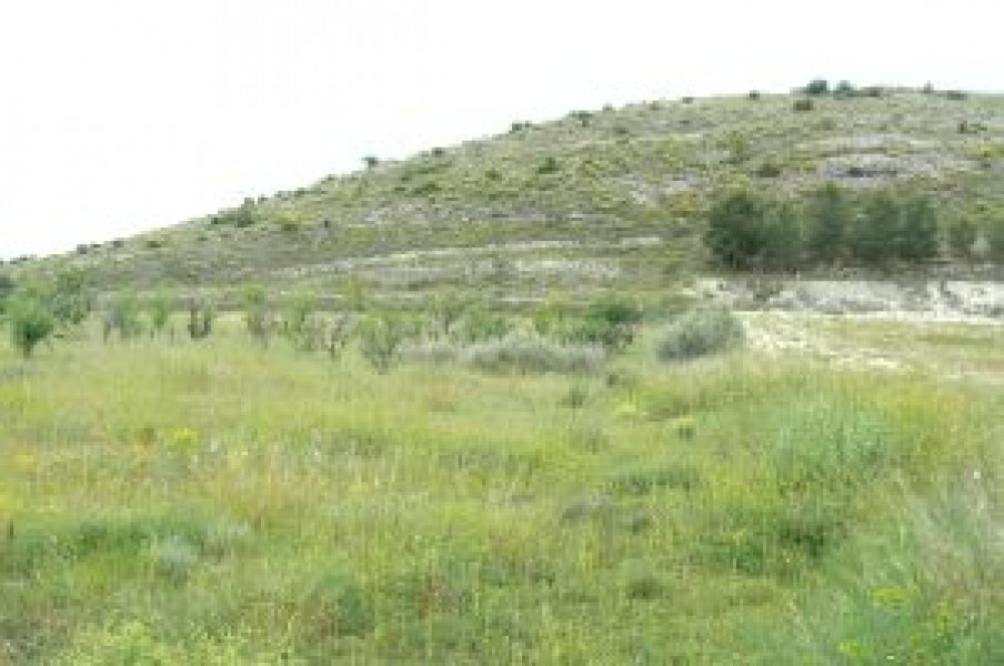 Terreno rural en venta - MONOVAR RURAL - foto 4