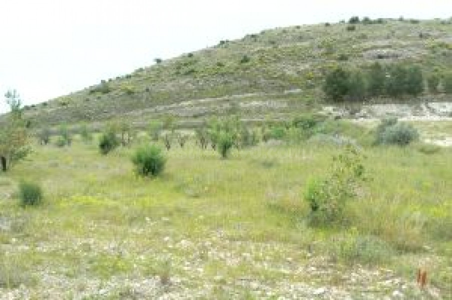 Terreno rural en venta - MONOVAR RURAL - foto 5