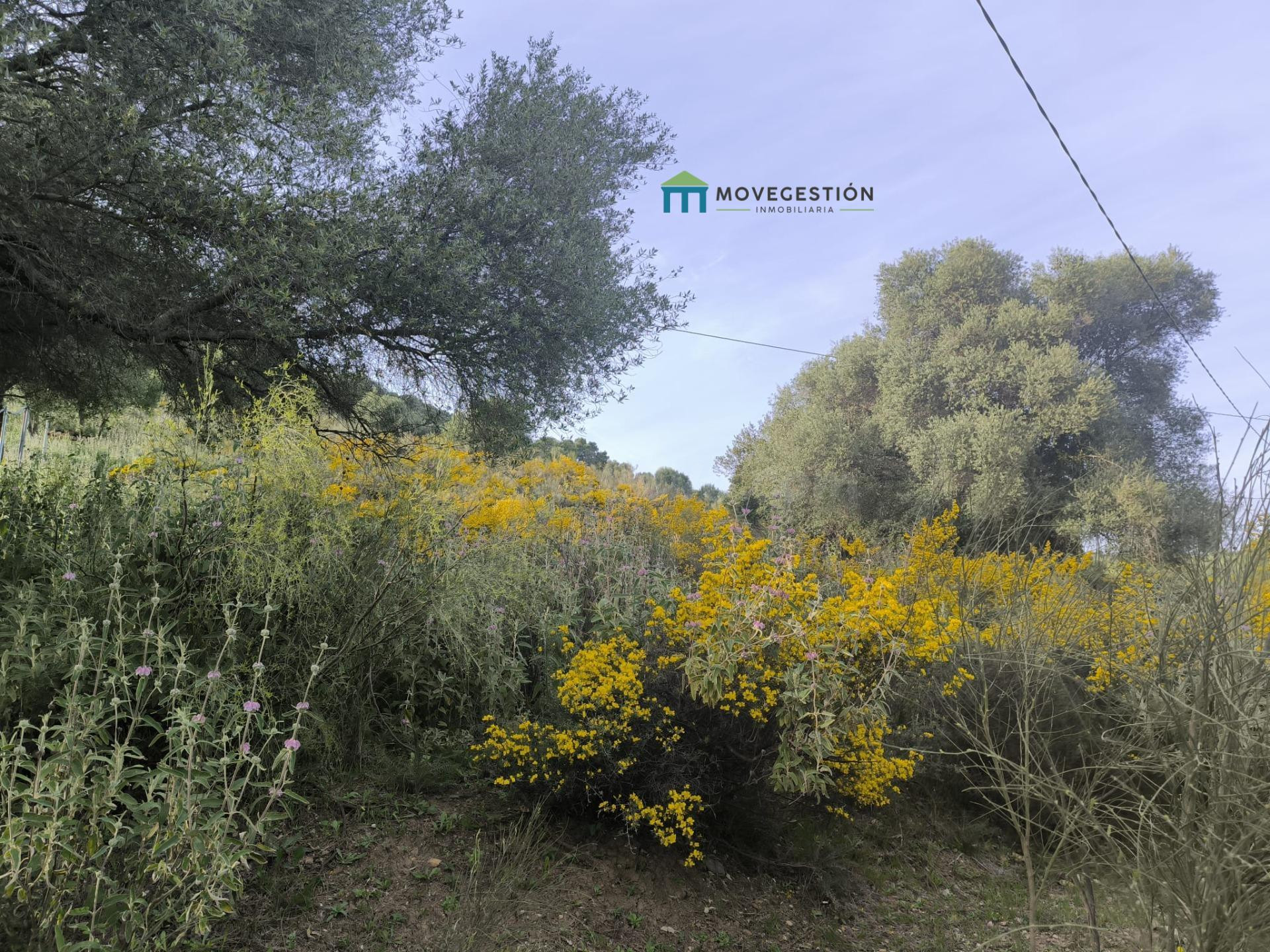 Terreno rural en venta - EL AMARGUILLO - foto 5