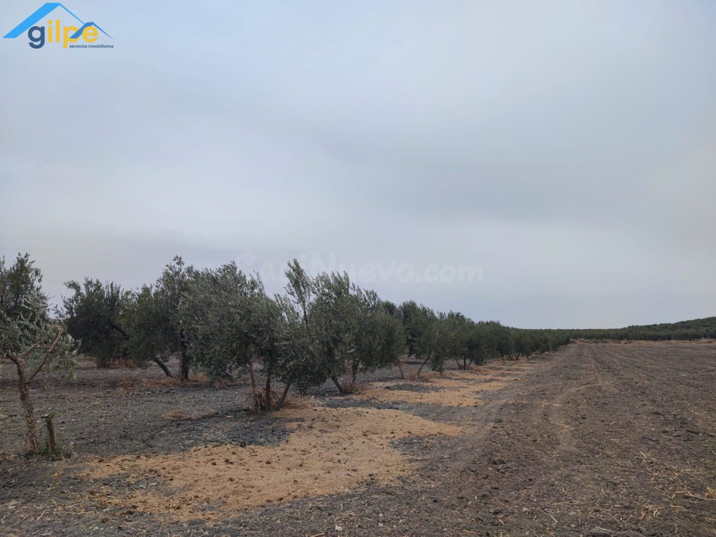 GRAN PARCELA RUSTICA CERCA DE PARADAS Y CERCA DE LA AUTOVIA  - foto 4