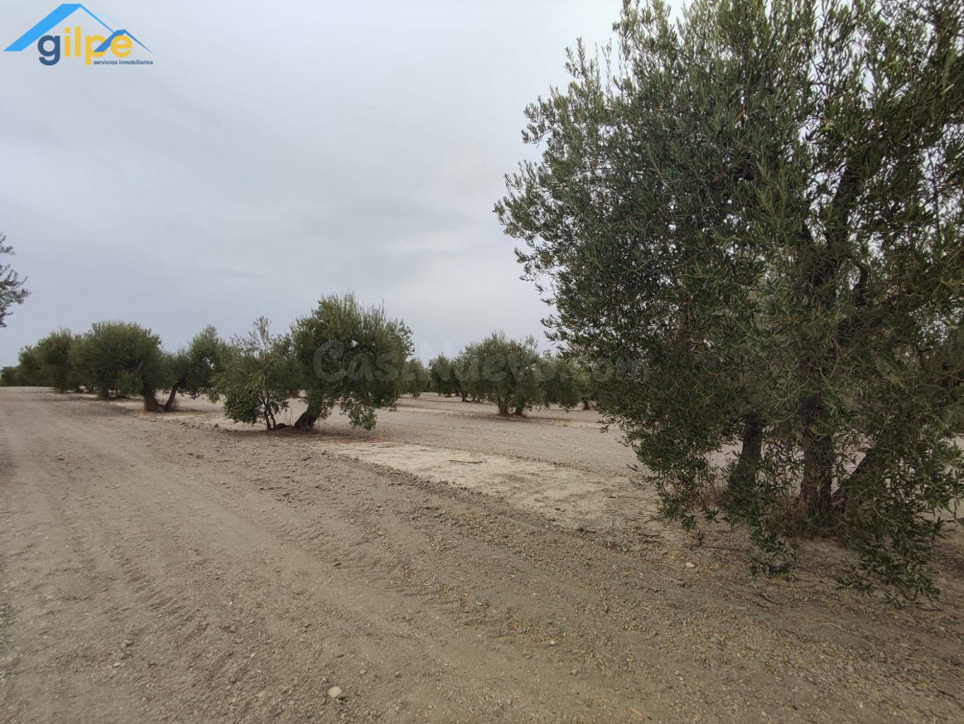 ESTUPENDA PARCELA EN EL TERMINO DE ARAHAL