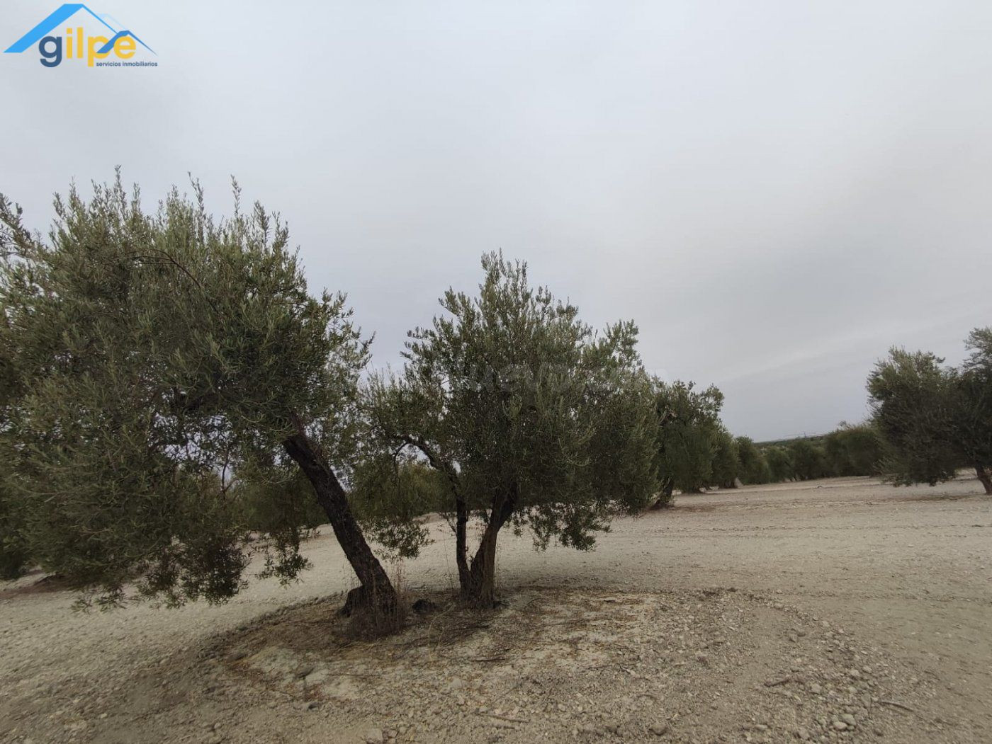 ESTUPENDA PARCELA EN EL TERMINO DE ARAHAL - foto 2