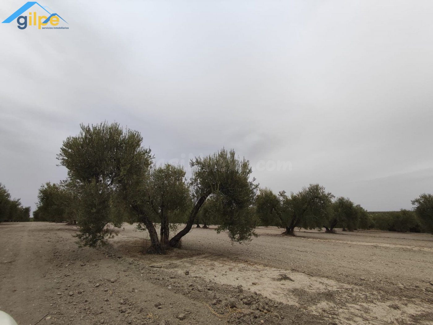 ESTUPENDA PARCELA EN EL TERMINO DE ARAHAL - foto 3