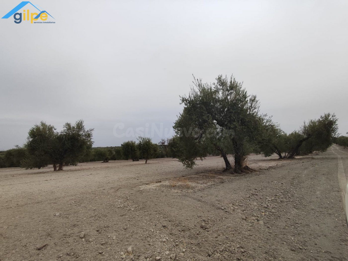 ESTUPENDA PARCELA EN EL TERMINO DE ARAHAL - foto 4