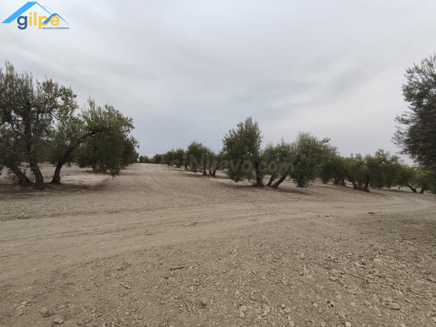 ESTUPENDA PARCELA EN EL TERMINO DE ARAHAL - foto 5
