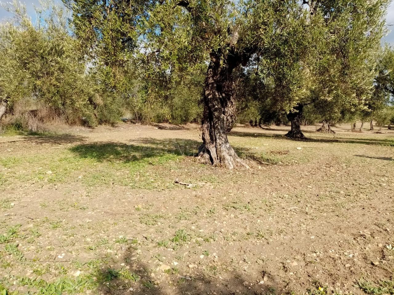 TERRENO NO URBANIZABLE EN EL TERMINO DE ARAHAL