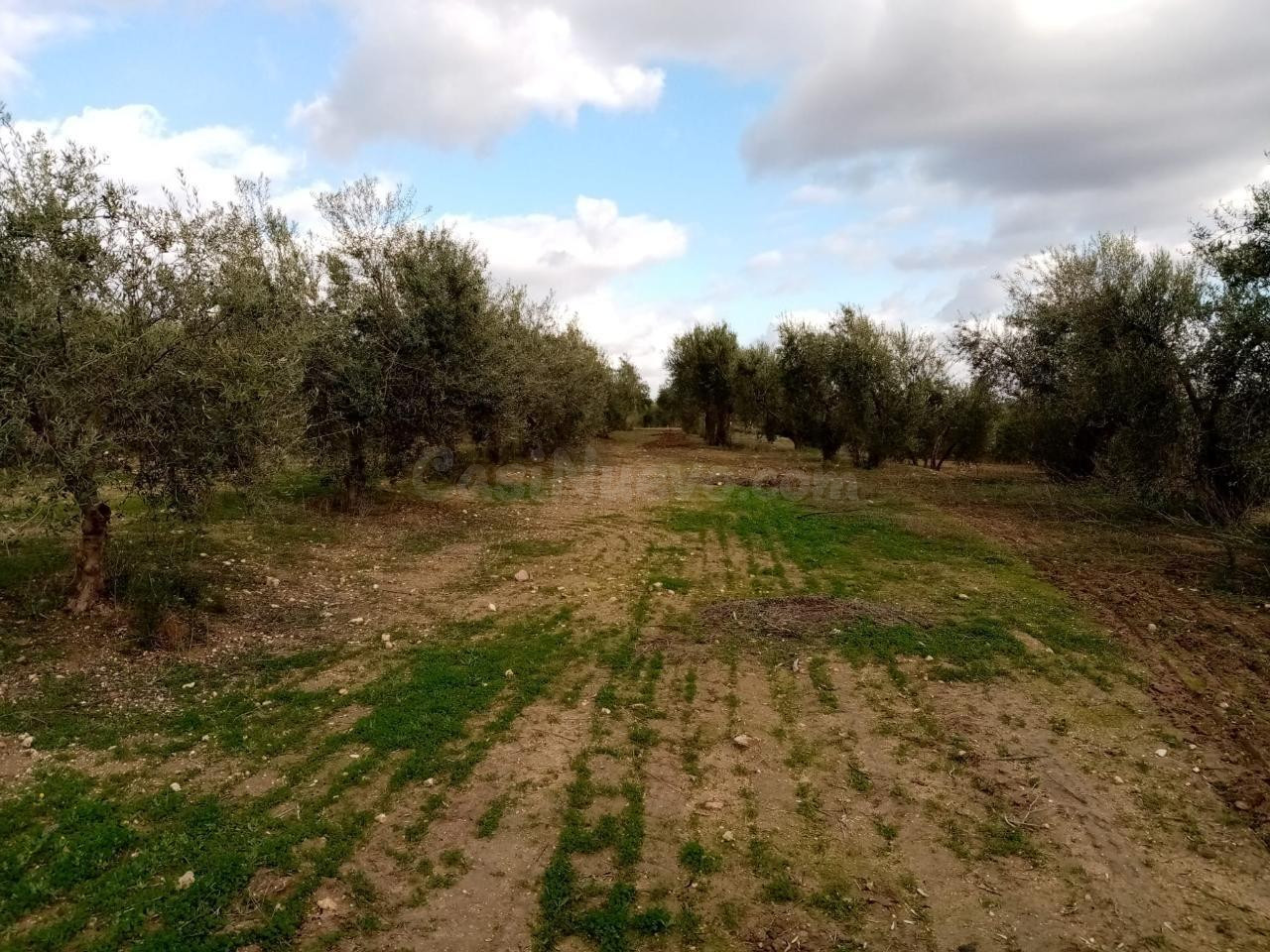 TERRENO NO URBANIZABLE EN EL TERMINO DE ARAHAL - foto 2