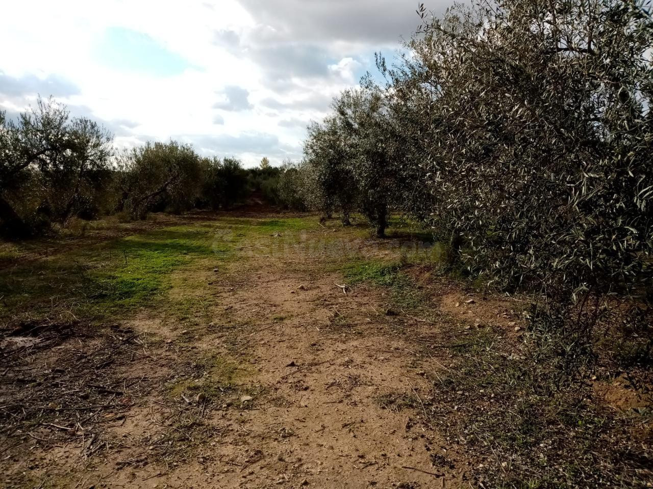 TERRENO NO URBANIZABLE EN EL TERMINO DE ARAHAL - foto 3