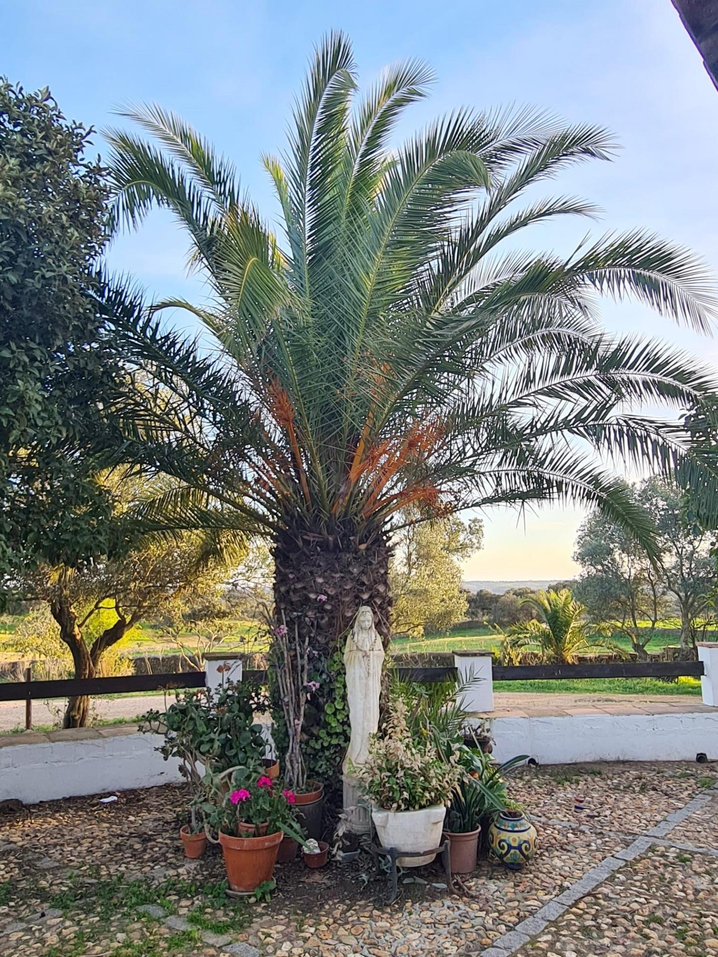 Magnifica finca ubicada entre El Alosno y Gibraleón - foto 4