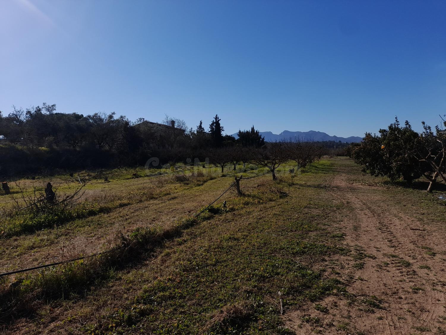 FINCA DE REGADIO DE 1,,2 HAS.CON `POZO, BALSA Y ALMACEN DE HERRAMIENTAS EN GINESTAR - foto 3