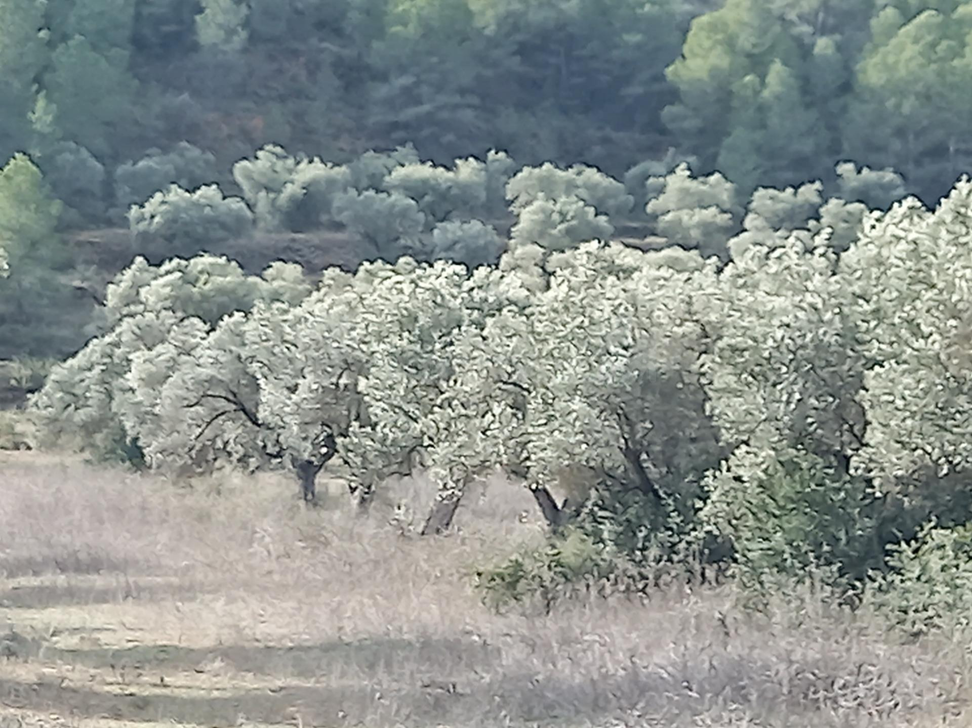 OPORTUNIDAD GRAN FINCA AGRICOLA CON COSTRUCCION DE 200 M2 PA - foto 4