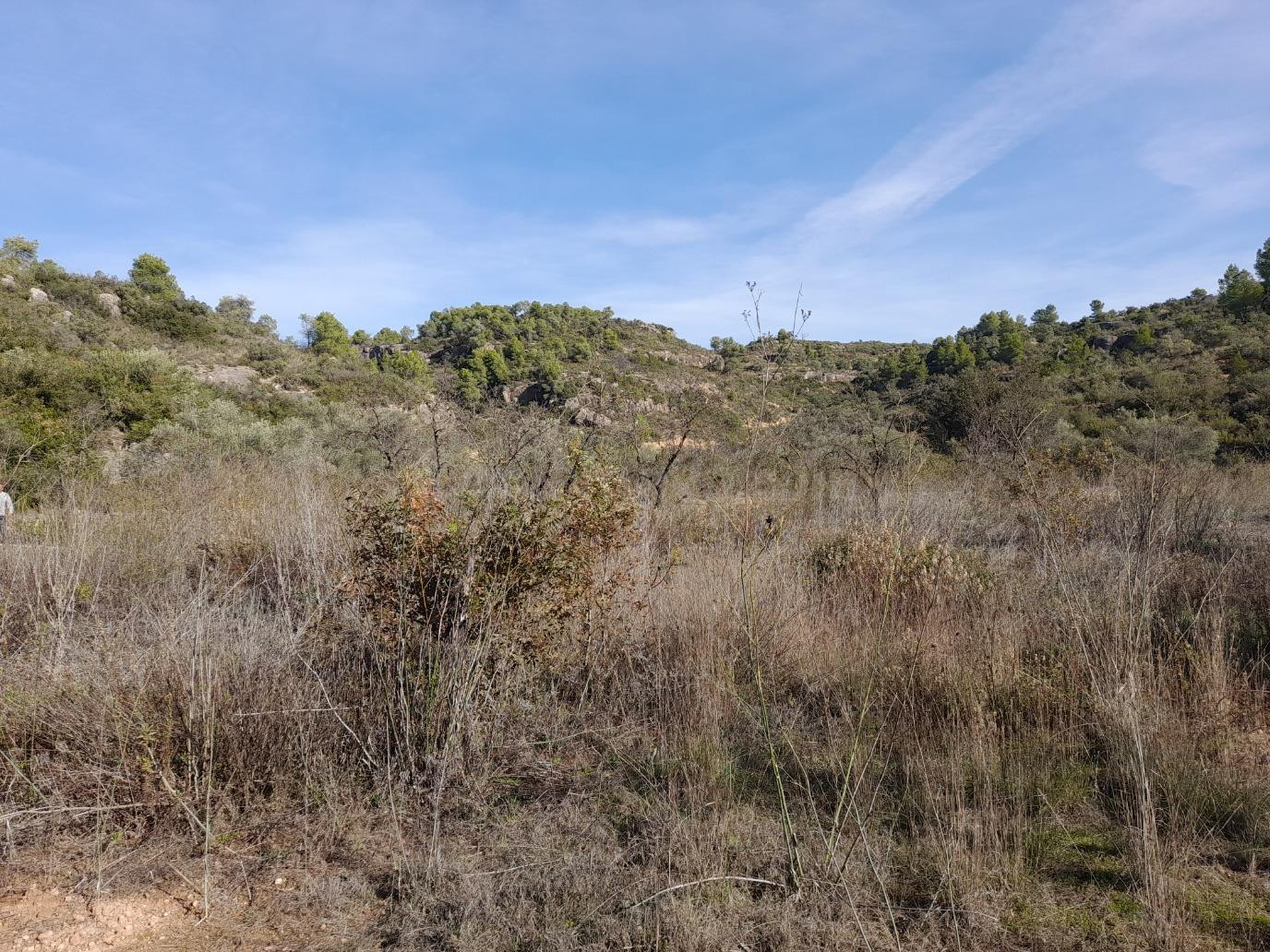 OPORTUNIDAD LOTE DE FINCAS RUSTICAS DE 24 HAS.CON DIVERSAS c - foto 5