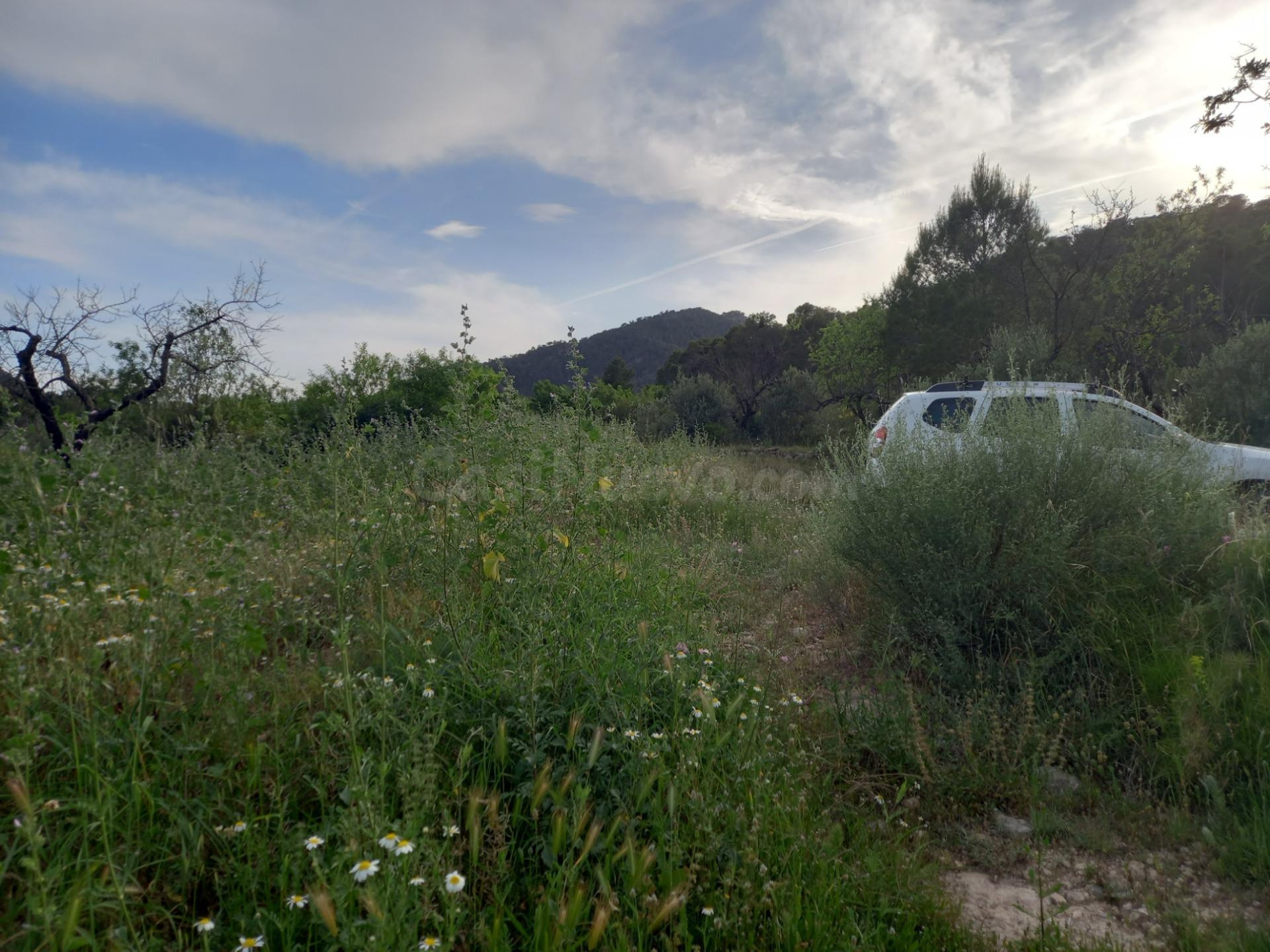 OCASION FINCA RUSTICA PLANTADA DE SEMICULTIVADA CON MASIA DE - foto 4