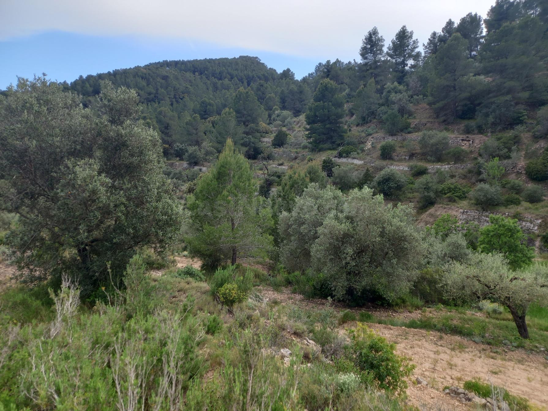 OPORTUNIDAD FINCA RUSTICA DE 2,7 HAS. PLANTADA DE OLIVOS Y A - foto 4