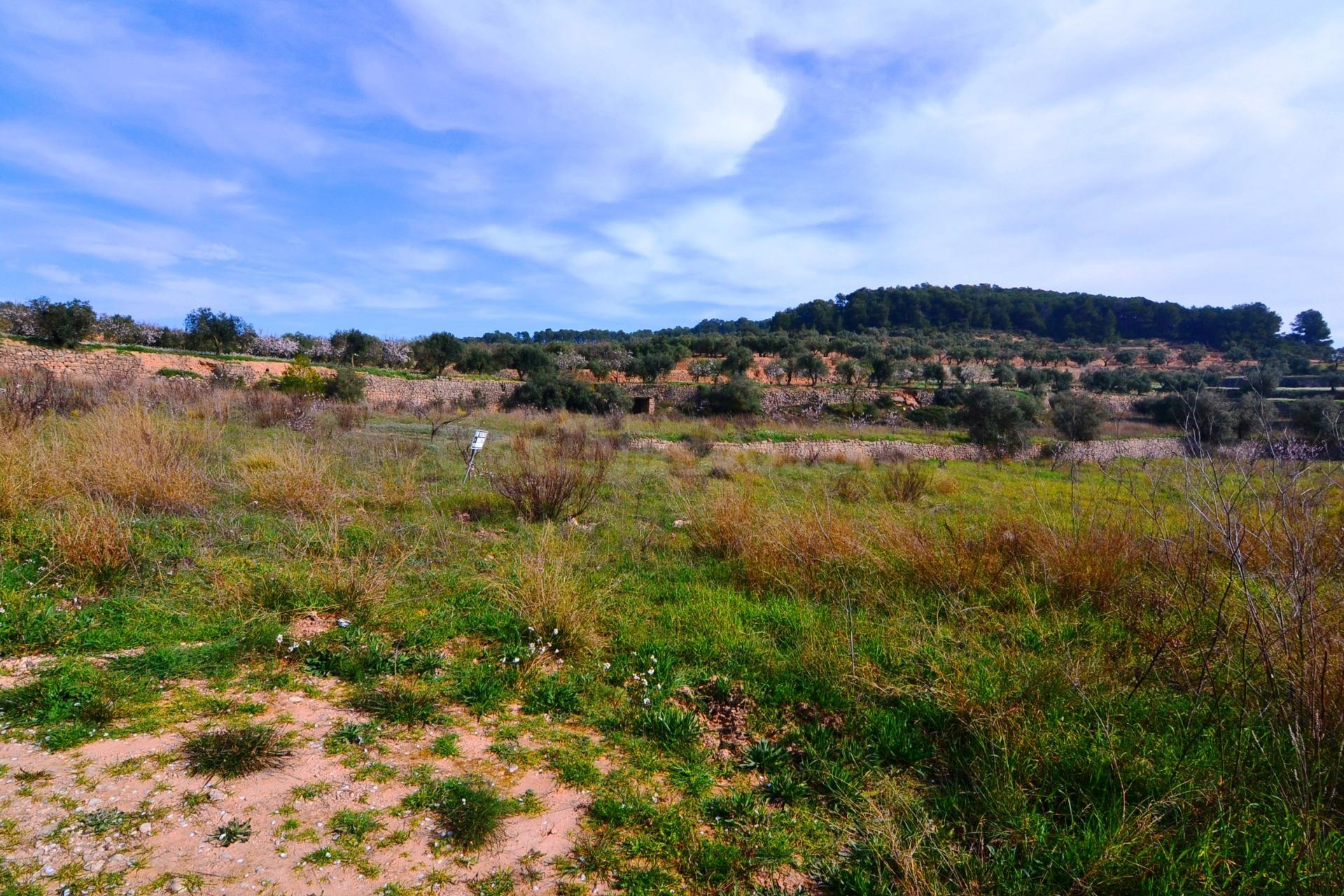 OPORTUNIDAD FINCA DE RIEGO CON PEQUEÑA construcción EN  LA F - foto 5