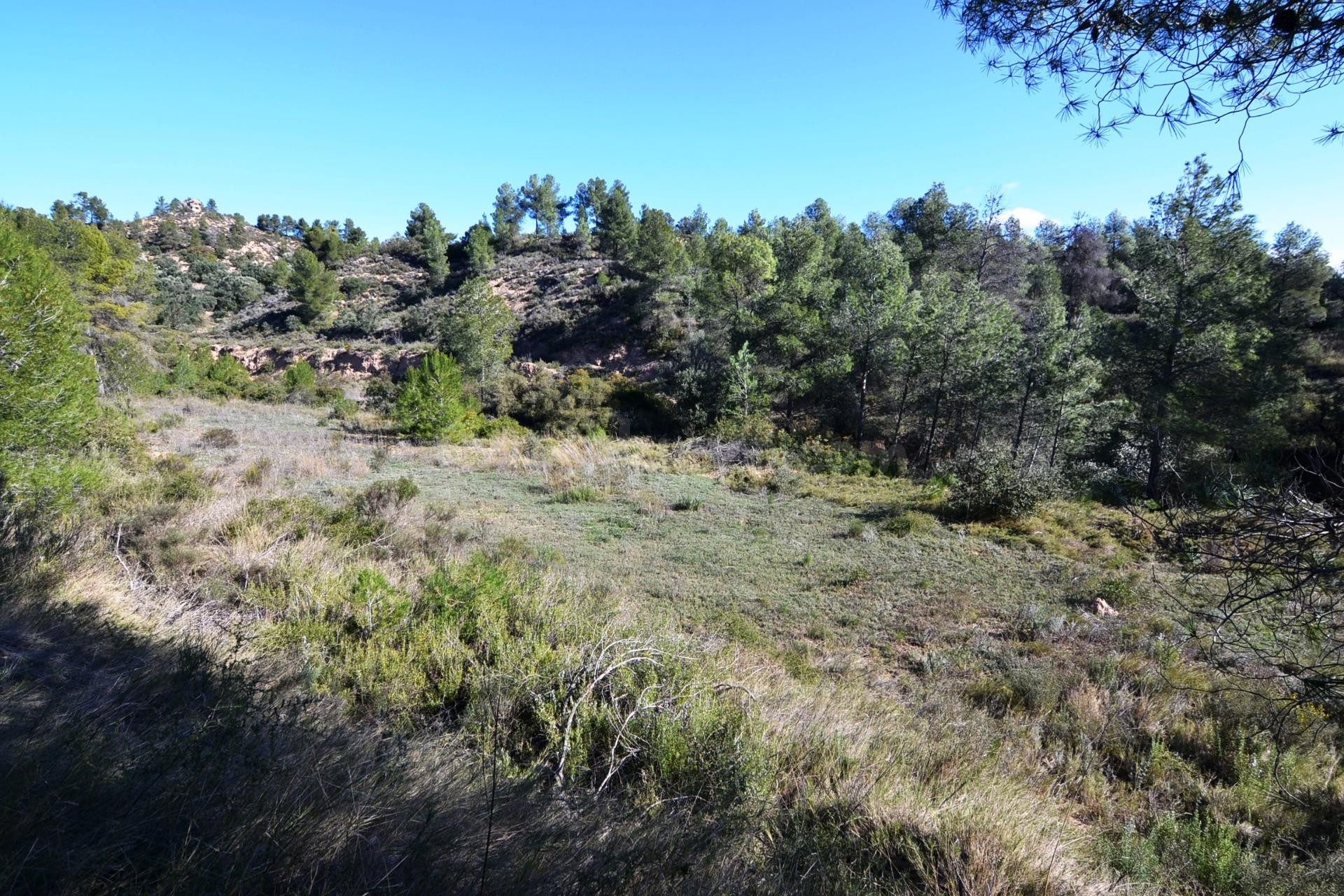 OCASION FINCA RUSTICA DE SECANO DE 2,4 HAS EN ASCO (Ribera d - foto 2