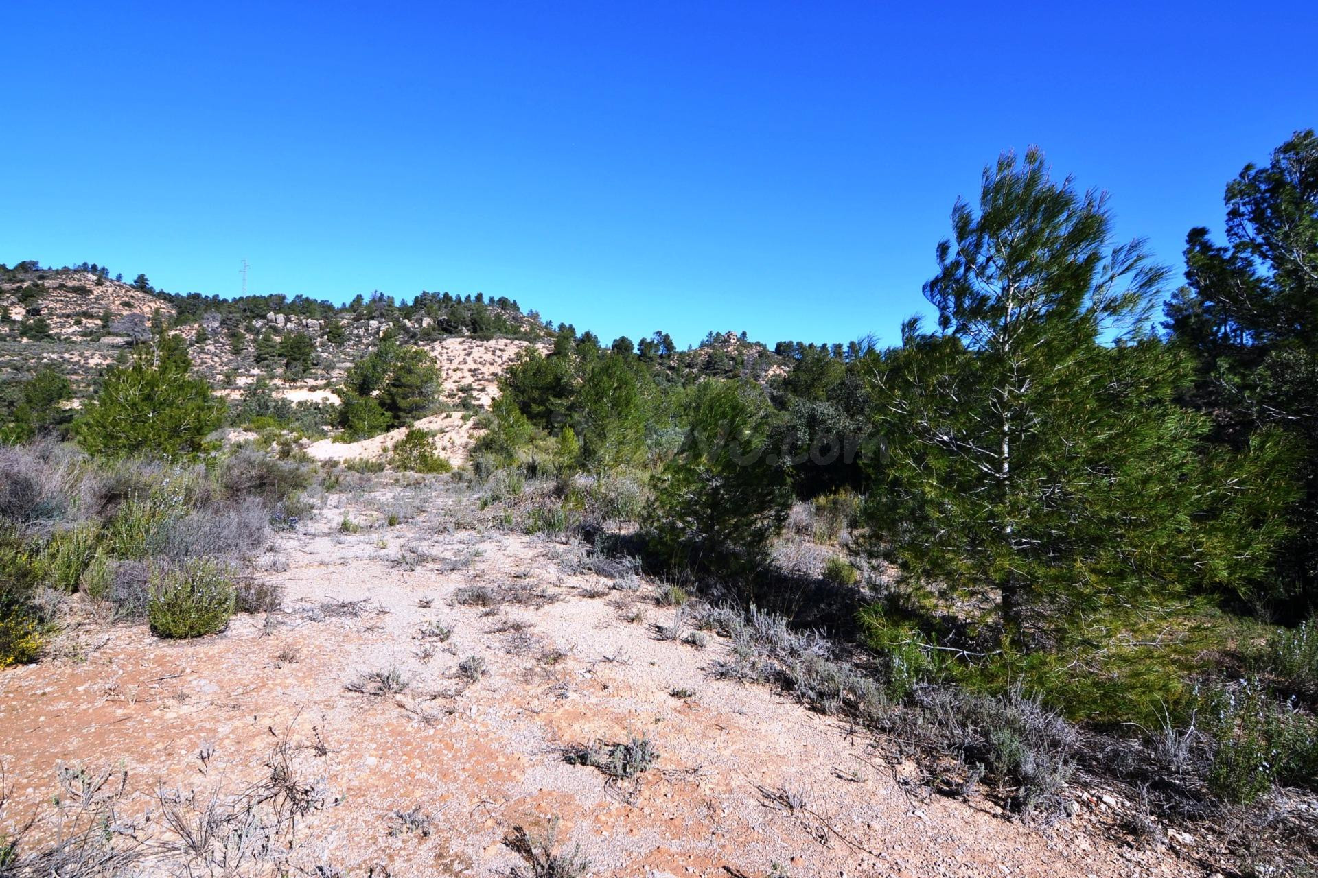OCASION FINCA RUSTICA DE SECANO DE 2,4 HAS EN ASCO (Ribera d - foto 3