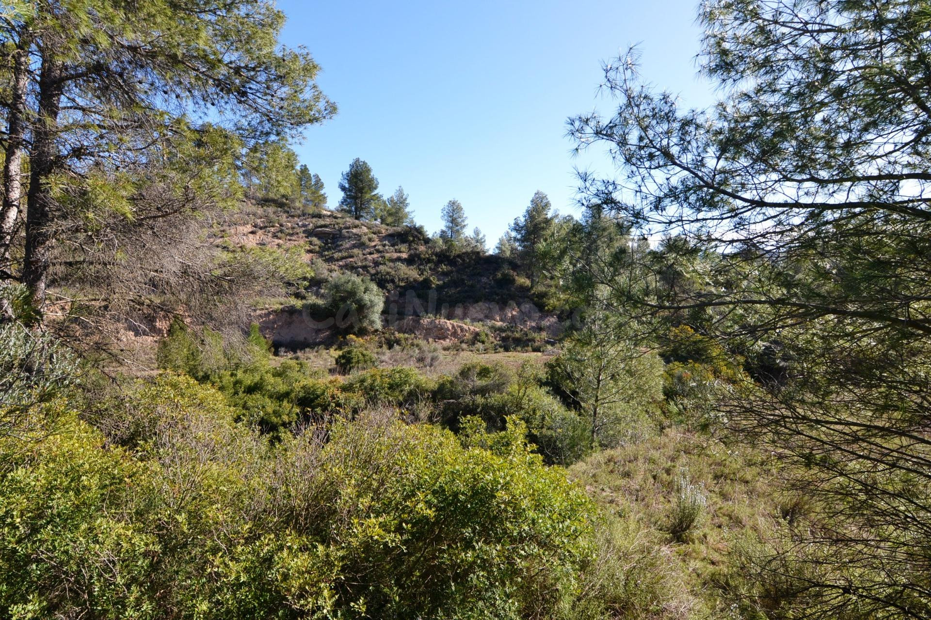 OCASION FINCA RUSTICA DE SECANO DE 2,4 HAS EN ASCO (Ribera d - foto 4