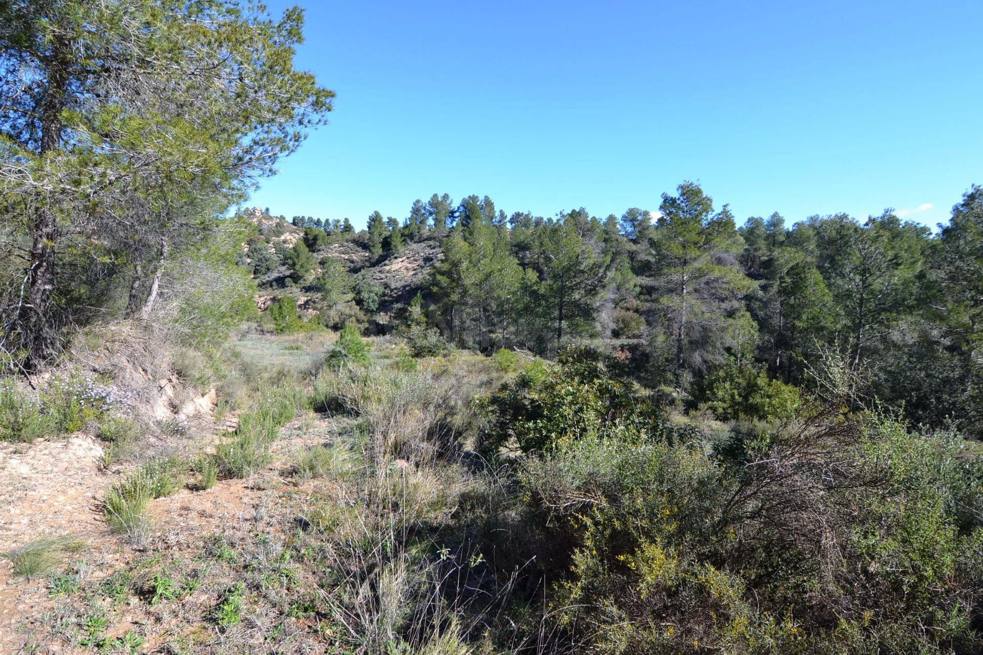OCASION FINCA RUSTICA DE SECANO DE 2,4 HAS EN ASCO (Ribera d - foto 5