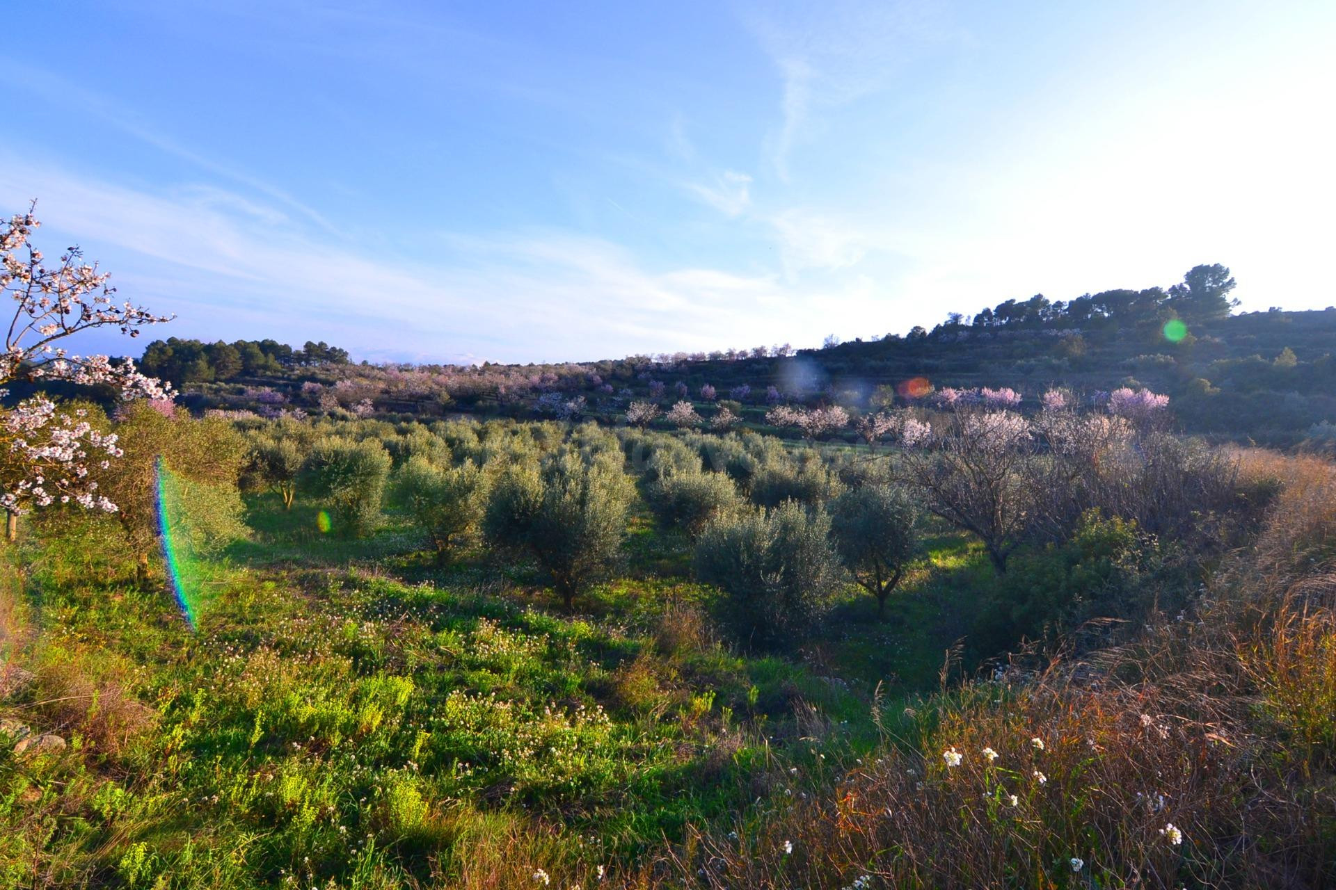 OPORTUNIDAD FINCA DE REGADIO CON MASIA DE DOS PLANTAS EN CORBERA D´EBRE (Terra Alta) - foto 4