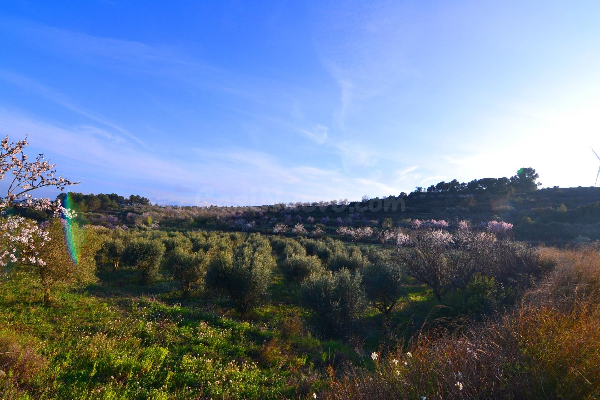 OPORTUNIDAD FINCA DE REGADIO CON MASIA DE DOS PLANTAS EN CORBERA D´EBRE (Terra Alta) - foto 5