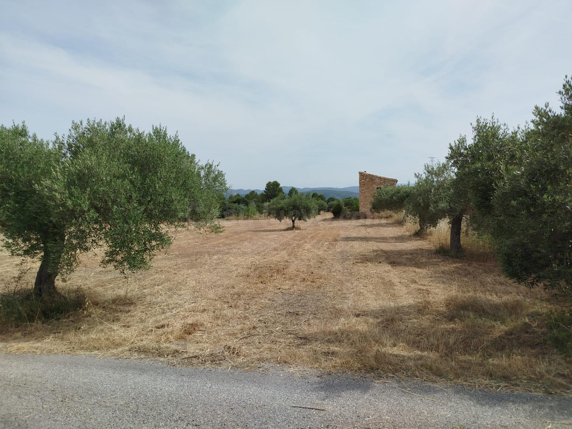 OPORTUNIDADM FINCA RUSTICA DE 15,5 HAS.PANTADA DE OLIVOS CON - foto 4