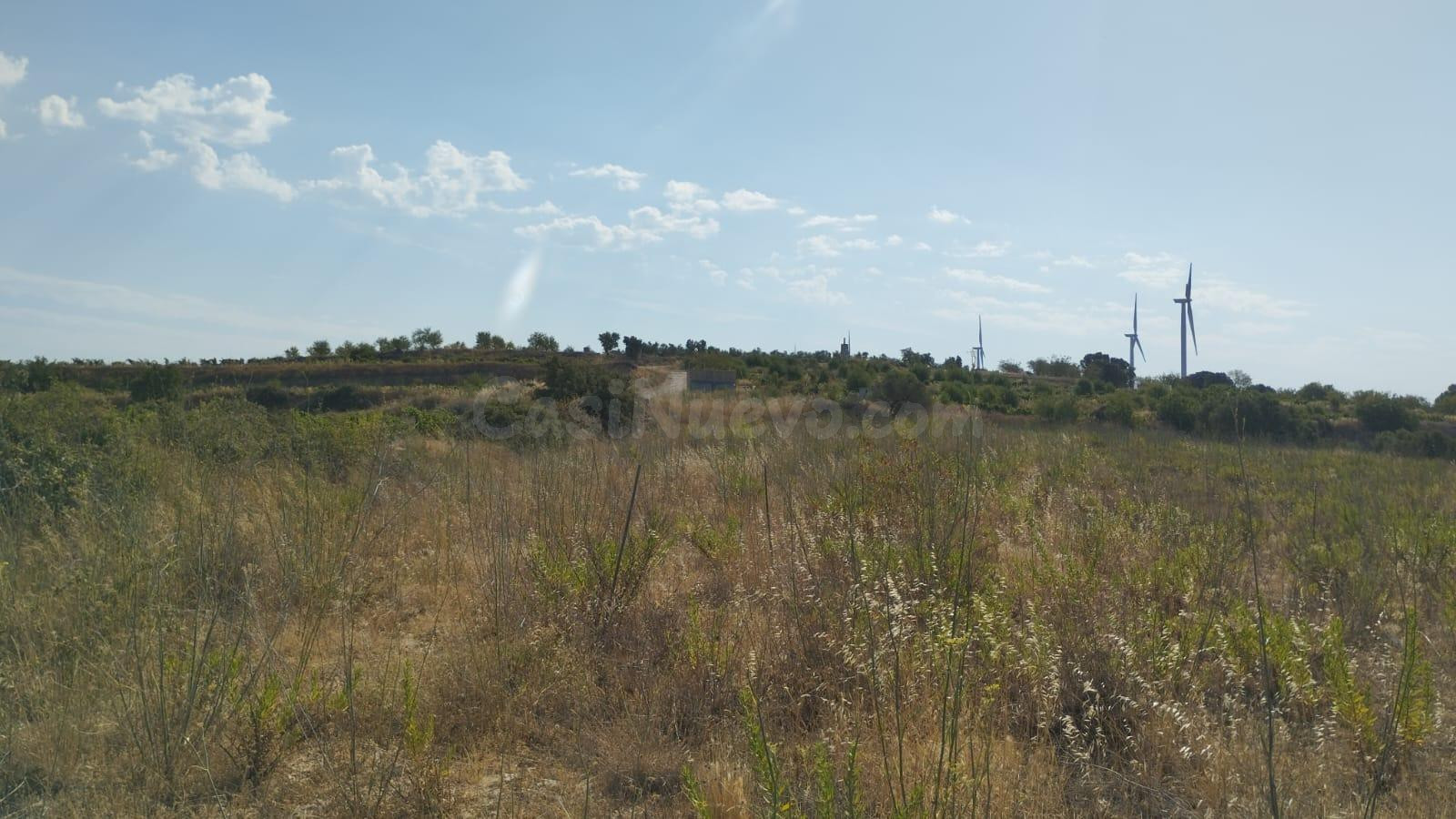 OCASION FINCA DE REGADIO PLANTADA DE OLIVOS EN PRODUCCION - foto 3