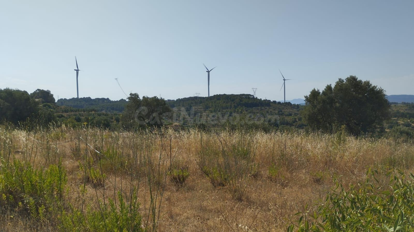 OCASION FINCA DE REGADIO PLANTADA DE OLIVOS EN PRODUCCION - foto 4