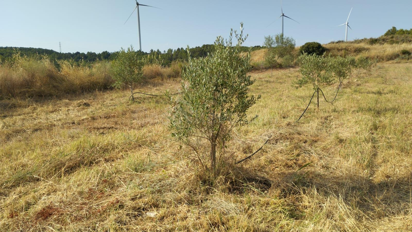 OCASION FINCA DE REGADIO PLANTADA DE OLIVOS EN PRODUCCION - foto 5