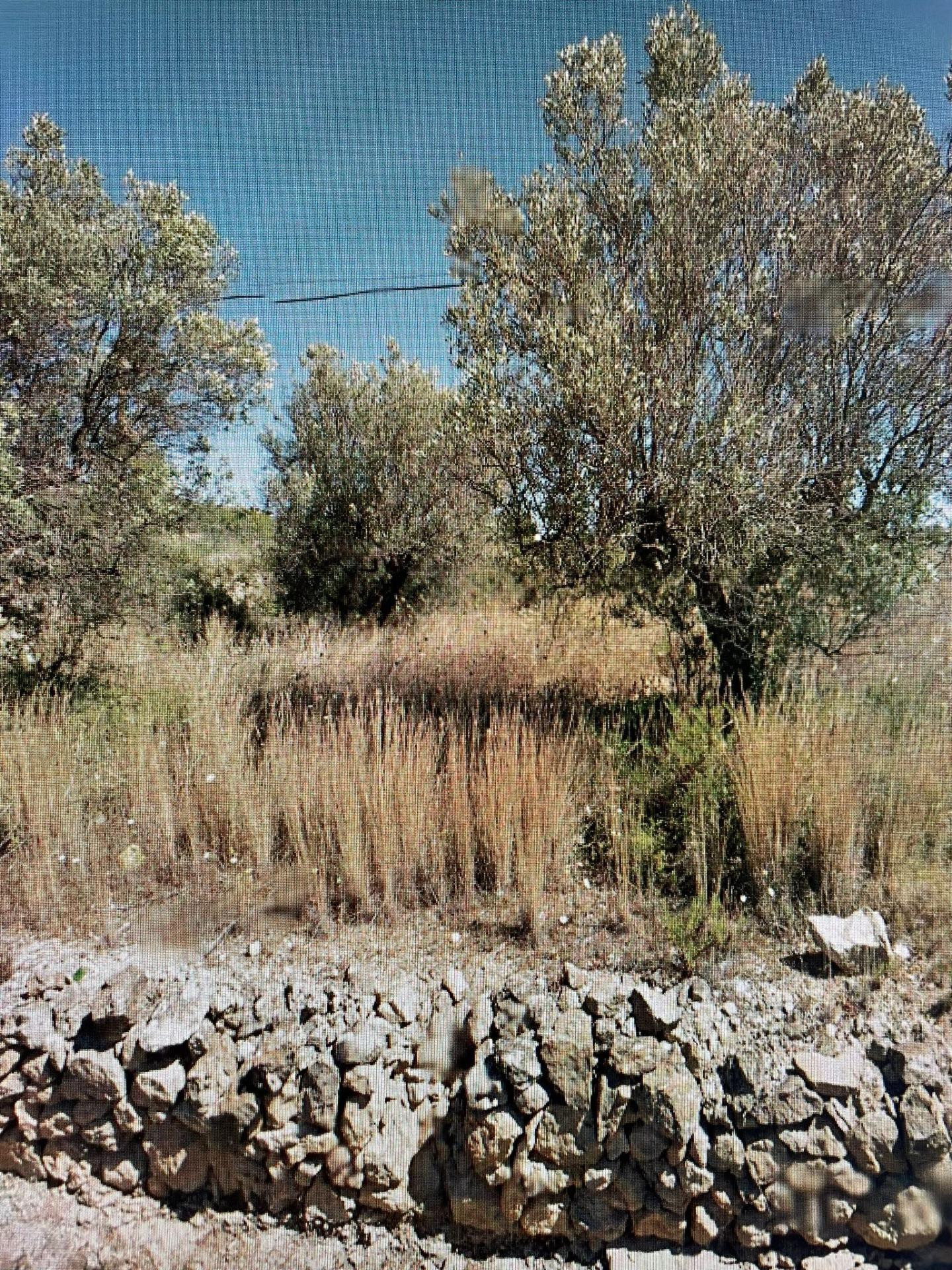 Terreno rural en venta - Benimallunt - foto 2