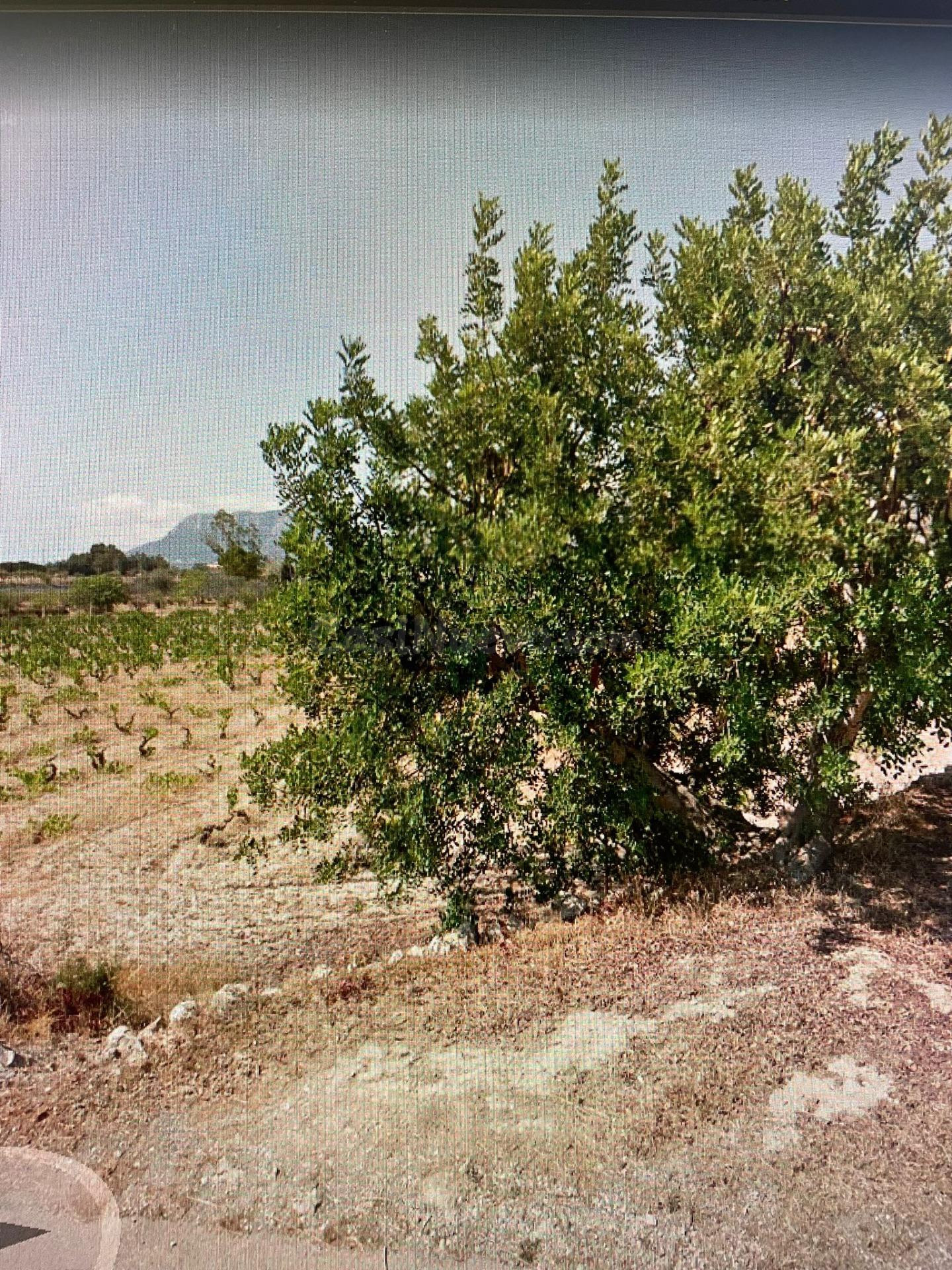 Terreno rural en venta - Benimallunt - foto 4