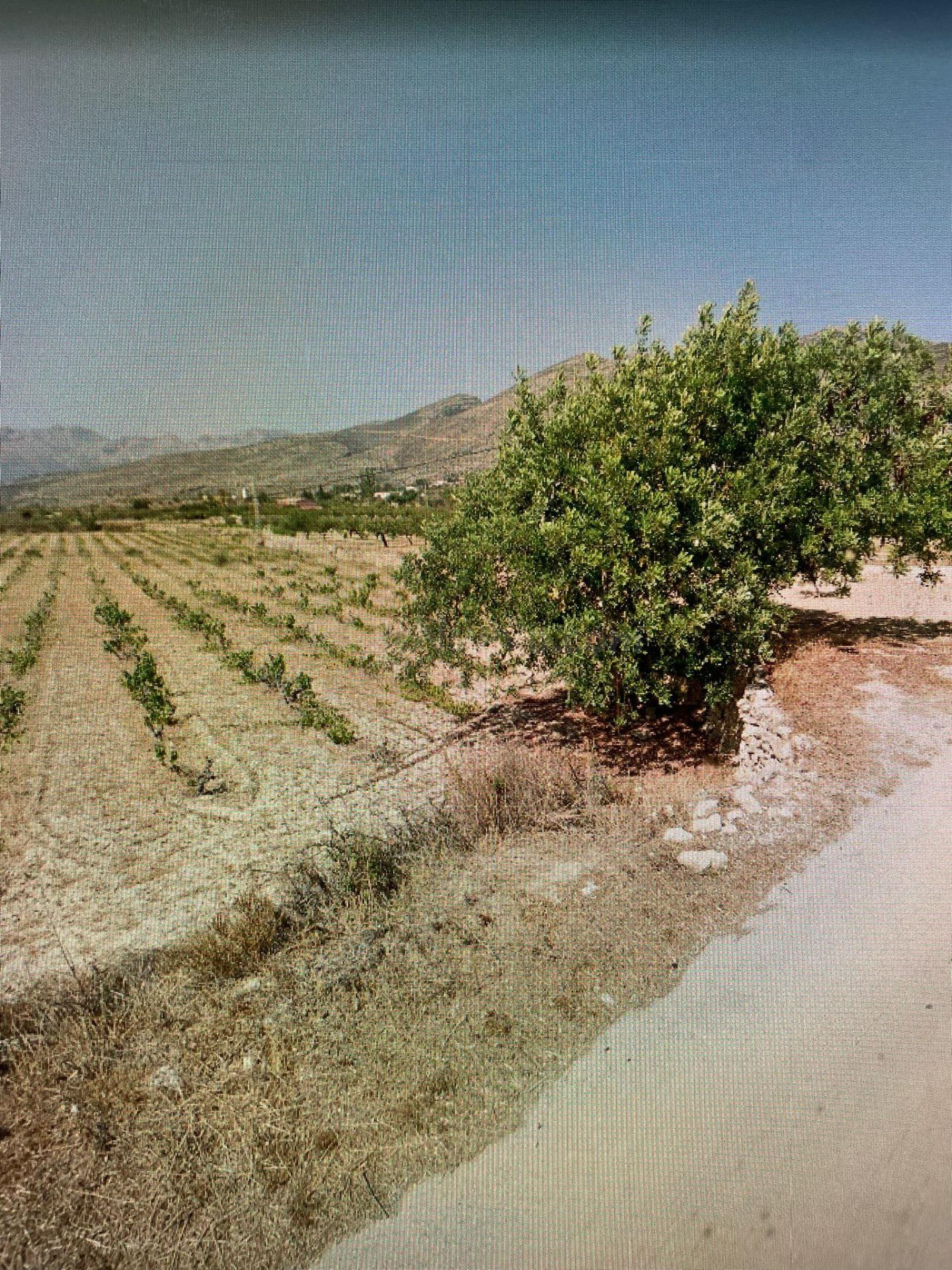 Terreno rural en venta - Benimallunt - foto 5