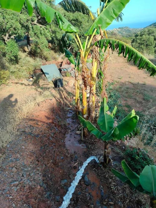 ESPECTACULAR TERRENO EN ESTEPONA CON POZO Y ALJIBE
