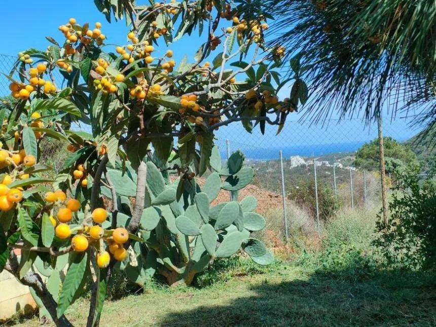 ESPECTACULAR TERRENO EN ESTEPONA CON POZO Y ALJIBE - foto 3