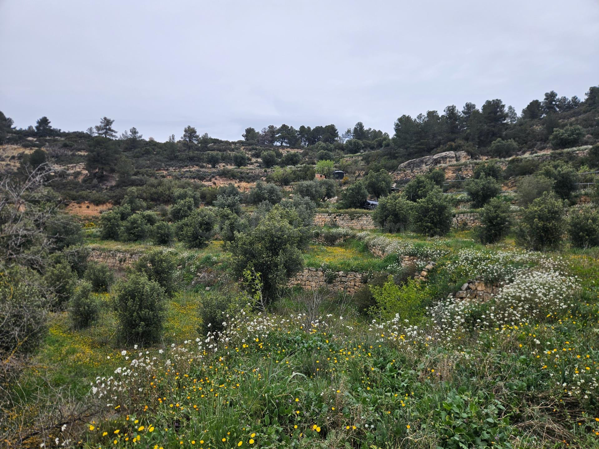 Terreno rural 5m² en venta - Area de granadellas cervia - foto 5