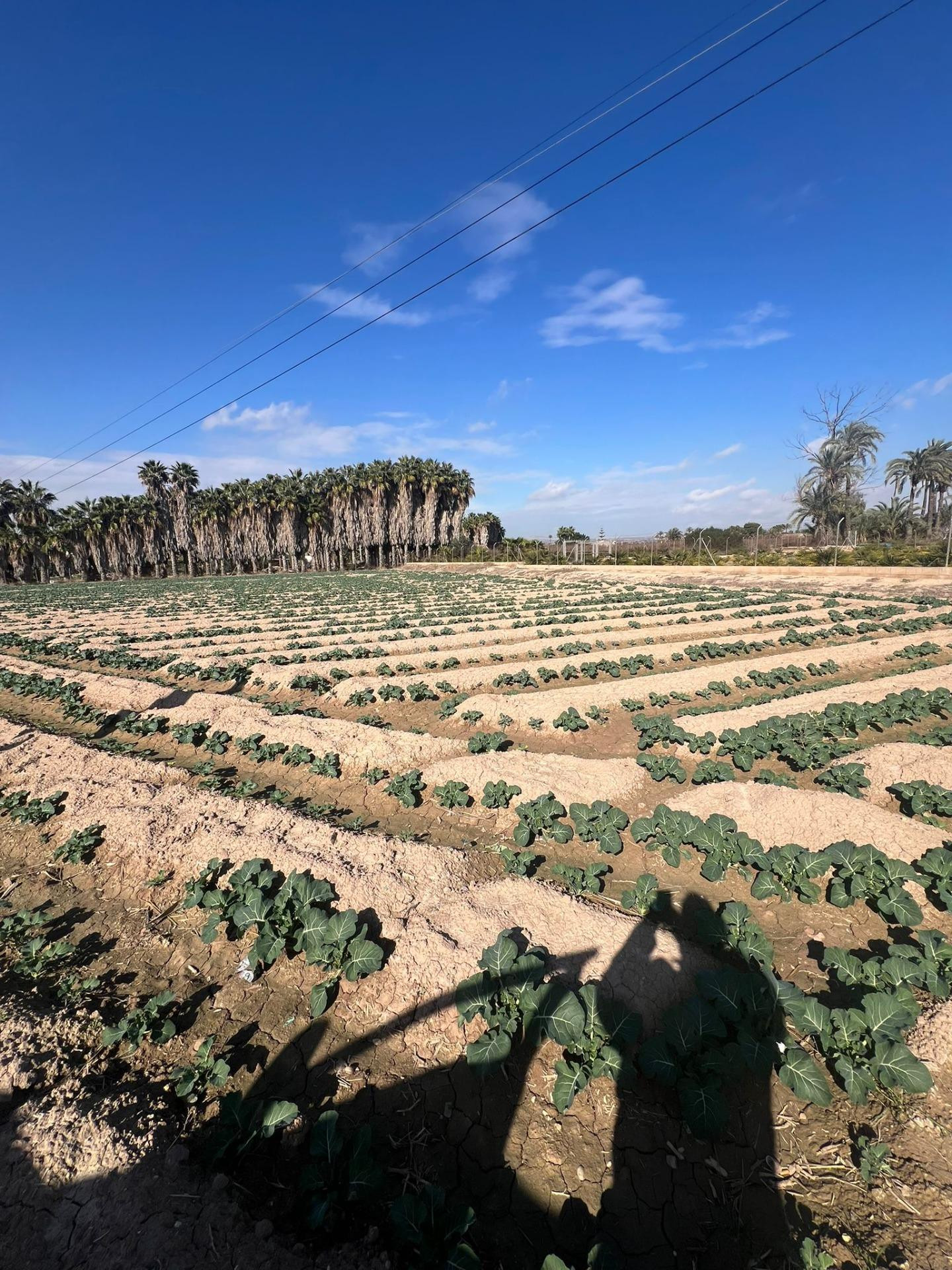 Se vende parcela rústica en Elche – Partida de Pusol - foto 3